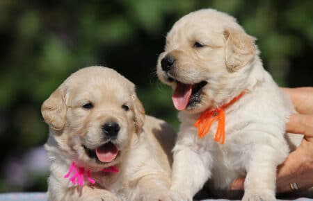 MINOU CUCCIOLI DI GOLDEN RETRIEVER SAN NICOLO 6720