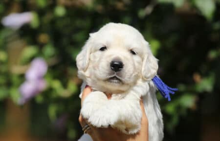 MINOU CUCCIOLI DI GOLDEN RETRIEVER SAN NICOLO 6739