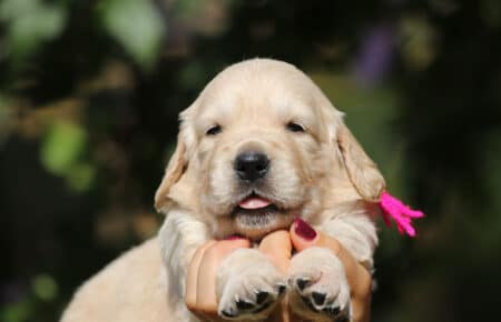 MINOU CUCCIOLI DI GOLDEN RETRIEVER SAN NICOLO 6759