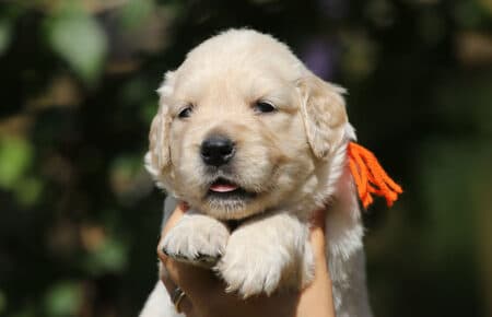 MINOU CUCCIOLI DI GOLDEN RETRIEVER SAN NICOLO 6760