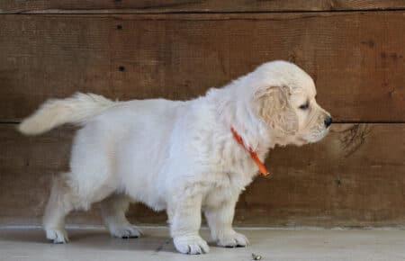 MINOU CUCCIOLI DI GOLDEN RETRIEVER SAN NICOLO 7148