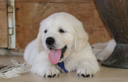 MINOU CUCCIOLI DI GOLDEN RETRIEVER SAN NICOLO 7175