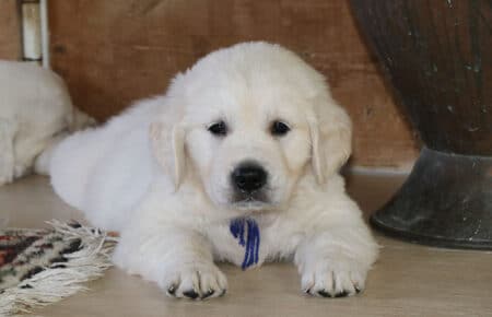 MINOU CUCCIOLI DI GOLDEN RETRIEVER SAN NICOLO 7183