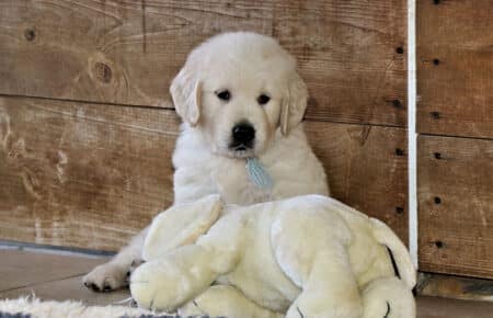 MINOU CUCCIOLI DI GOLDEN RETRIEVER SAN NICOLO 7186