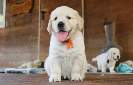 MINOU CUCCIOLI DI GOLDEN RETRIEVER SAN NICOLO 7190