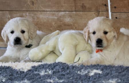 MINOU CUCCIOLI DI GOLDEN RETRIEVER SAN NICOLO 7194