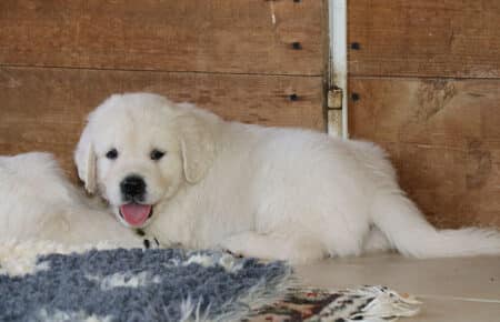 MINOU CUCCIOLI DI GOLDEN RETRIEVER SAN NICOLO 7202