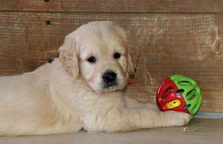 MINOU CUCCIOLI DI GOLDEN RETRIEVER SAN NICOLO 7225