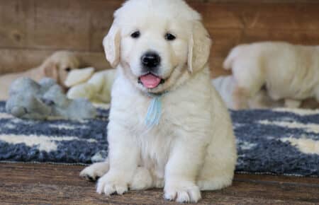 MINOU CUCCIOLI DI GOLDEN RETRIEVER SAN NICOLO 7232