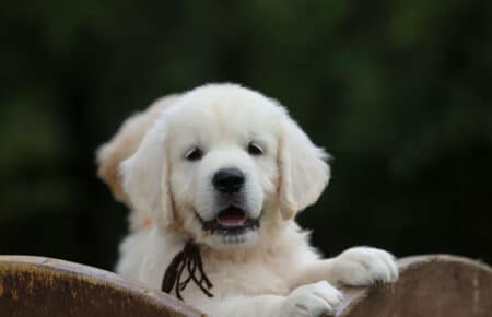MINOU CUCCIOLI DI GOLDEN RETRIEVER SAN NICOLO 7560