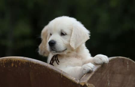 MINOU CUCCIOLI DI GOLDEN RETRIEVER SAN NICOLO 7561
