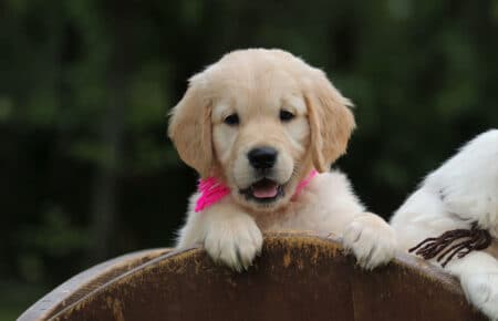 MINOU CUCCIOLI DI GOLDEN RETRIEVER SAN NICOLO 7572