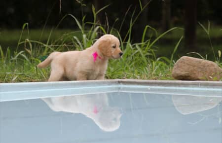 MINOU CUCCIOLI DI GOLDEN RETRIEVER SAN NICOLO 7578