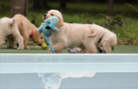 MINOU CUCCIOLI DI GOLDEN RETRIEVER SAN NICOLO 7580