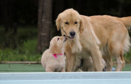 MINOU CUCCIOLI DI GOLDEN RETRIEVER SAN NICOLO 7581