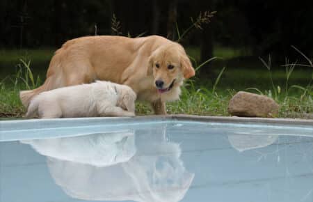 MINOU CUCCIOLI DI GOLDEN RETRIEVER SAN NICOLO 7586