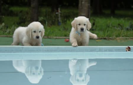 MINOU CUCCIOLI DI GOLDEN RETRIEVER SAN NICOLO 7590