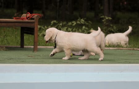 MINOU CUCCIOLI DI GOLDEN RETRIEVER SAN NICOLO 7604