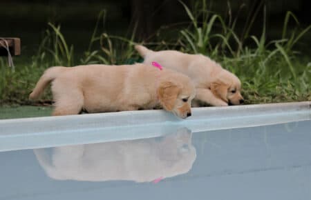 MINOU CUCCIOLI DI GOLDEN RETRIEVER SAN NICOLO 7611
