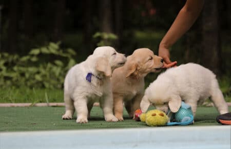MINOU CUCCIOLI DI GOLDEN RETRIEVER SAN NICOLO 7616