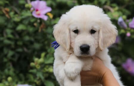 MINOU CUCCIOLI DI GOLDEN RETRIEVER SAN NICOLO 7625