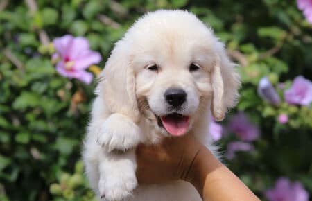 MINOU CUCCIOLI DI GOLDEN RETRIEVER SAN NICOLO 7632