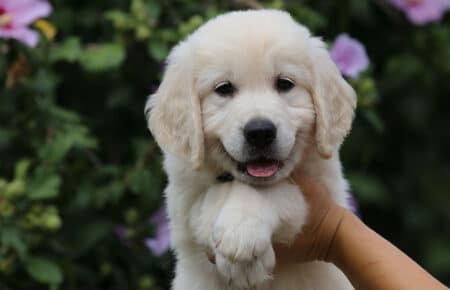 MINOU CUCCIOLI DI GOLDEN RETRIEVER SAN NICOLO 7633