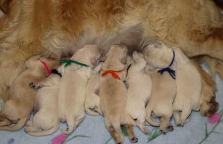MINOU CUCCIOLI DI GOLDEN RETRIEVER 6476