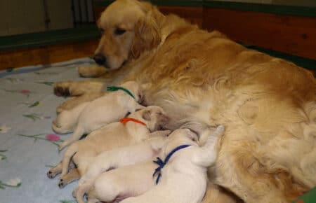 MINOU CUCCIOLI DI GOLDEN RETRIEVER 6479
