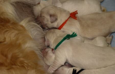 MINOU CUCCIOLI DI GOLDEN RETRIEVER 6484