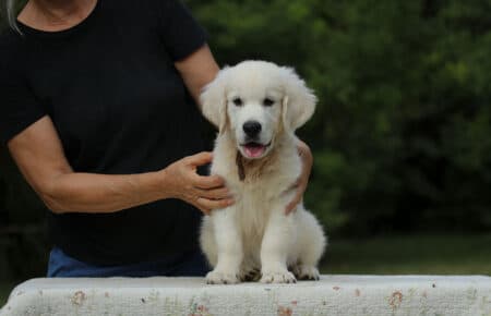 MINOU CUCCIOLO MASCHIO GOLDEN RETRIEVER COLLARINO MARRONE 7965 2