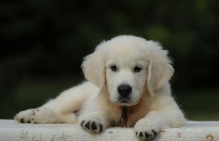 MINOU CUCCIOLO MASCHIO GOLDEN RETRIEVER COLLARINO MARRONE 7970
