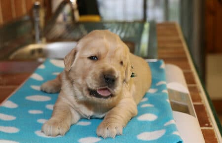 AMELIE CUCCIOLO MASCHIO GOLDEN RETRIEVER SAN NICOLO 8080