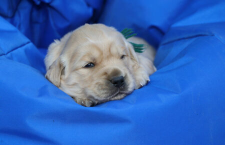 AMELIE CUCCIOLO MASCHIO GOLDEN RETRIEVER SAN NICOLO 8086