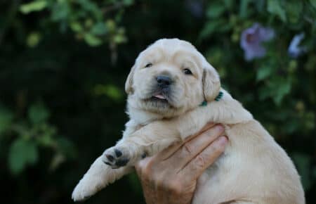 AMELIE CUCCIOLO MASCHIO GOLDEN RETRIEVER SAN NICOLO 8095