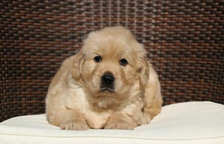AMELIE CUCCIOLO MASCHIO GOLDEN RETRIEVER SAN NICOLO 8378