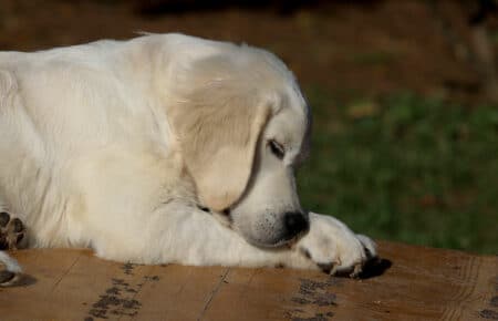 CASPER CUCCIOLO1