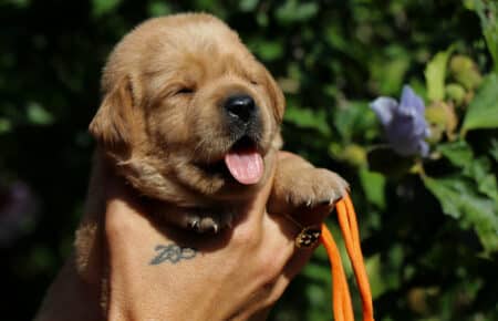 CHRISTMAS CUCCIOLI DI LABRADOR FOXRED SAN NICOLO 8207