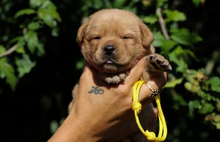 CHRISTMAS CUCCIOLI DI LABRADOR FOXRED SAN NICOLO 8213