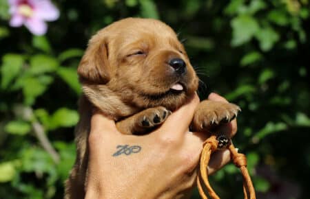 CHRISTMAS CUCCIOLI DI LABRADOR FOXRED SAN NICOLO 8217