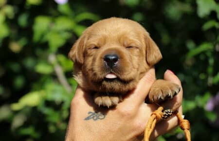 CHRISTMAS CUCCIOLI DI LABRADOR FOXRED SAN NICOLO 8218