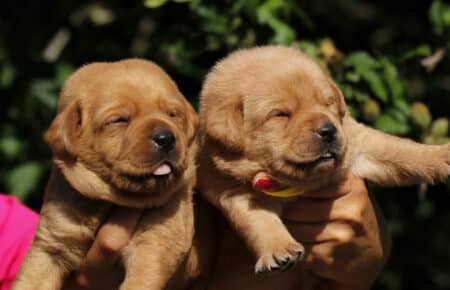 CHRISTMAS CUCCIOLI DI LABRADOR FOXRED SAN NICOLO 8235