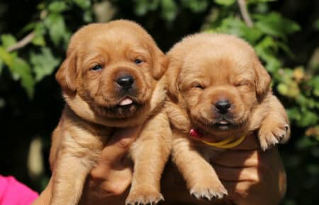 CHRISTMAS CUCCIOLI DI LABRADOR FOXRED SAN NICOLO 8237