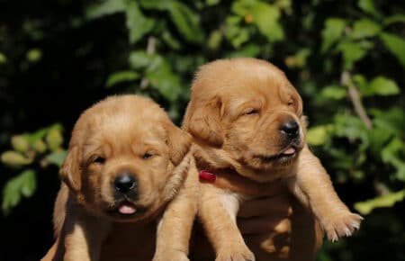 CHRISTMAS CUCCIOLI DI LABRADOR FOXRED SAN NICOLO 8238