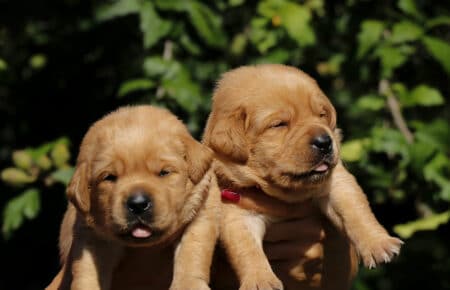 CHRISTMAS CUCCIOLI DI LABRADOR FOXRED SAN NICOLO 8238