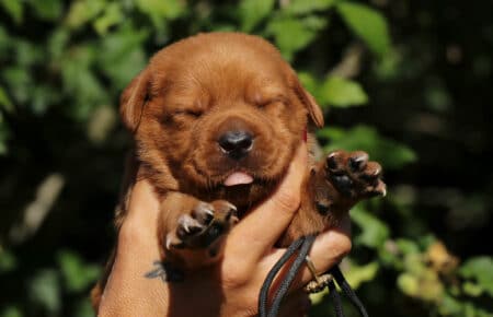 CHRISTMAS CUCCIOLI DI LABRADOR FOXRED SAN NICOLO 8242