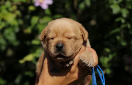 CHRISTMAS CUCCIOLI DI LABRADOR FOXRED SAN NICOLO 8250