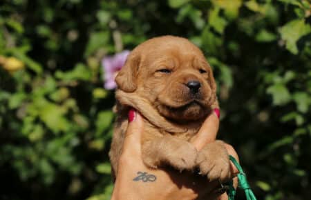 CHRISTMAS CUCCIOLI DI LABRADOR FOXRED SAN NICOLO 8257