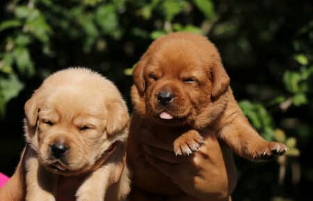 CHRISTMAS CUCCIOLI DI LABRADOR FOXRED SAN NICOLO 8262