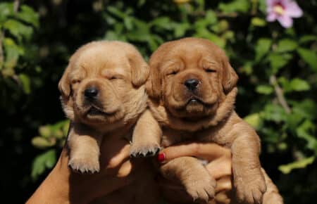 CHRISTMAS CUCCIOLI DI LABRADOR FOXRED SAN NICOLO 8266